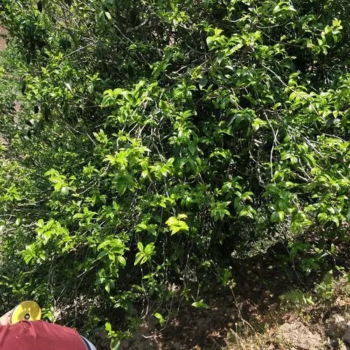 2023年那罕古樹(shù)春茶品質(zhì)如何？