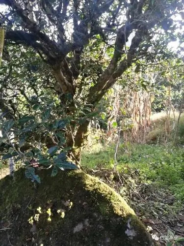 2023年那罕古樹(shù)春茶口感怎么樣？