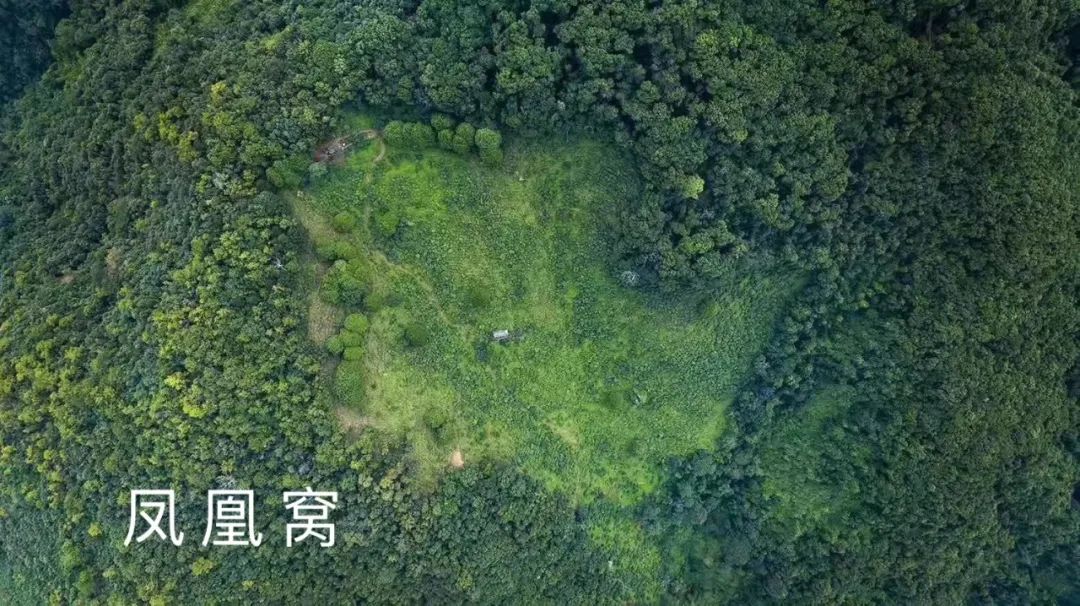 2023年鳳凰窩古樹(shù)春茶品質(zhì)如何？