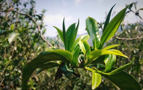 2023年小戶賽古樹春茶品質(zhì)怎么樣？