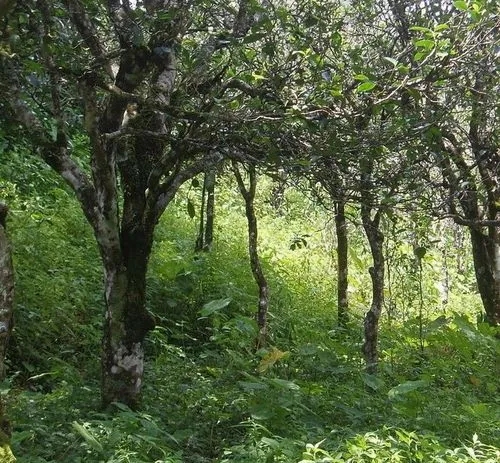 2023年小戶賽古樹春茶價格多少？