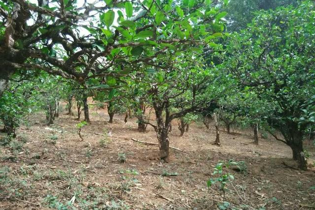 2023年小戶賽古樹春茶多少一公斤？