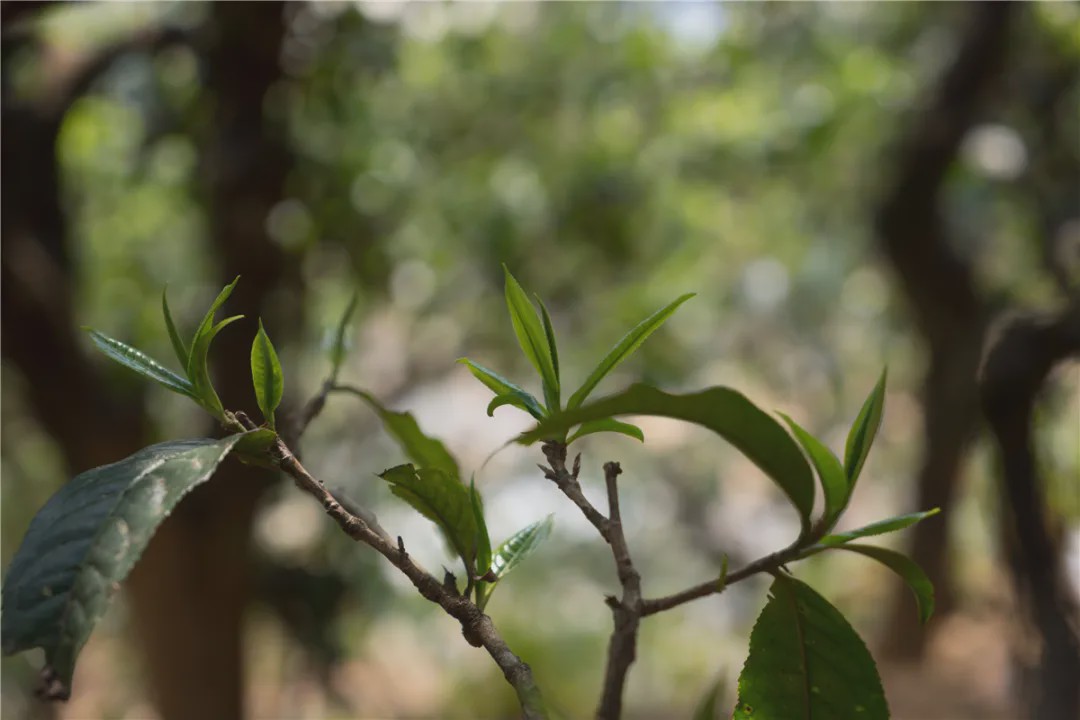 2023年壩糯古樹春茶品質(zhì)如何？