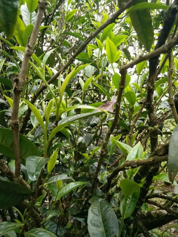 2023年壩糯古樹春茶口感怎么樣？