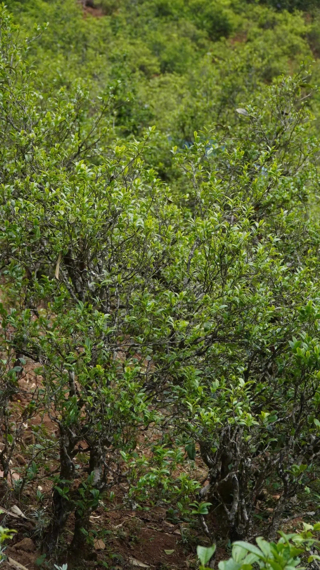 2023年壩糯古樹春茶特點(diǎn)是什么？