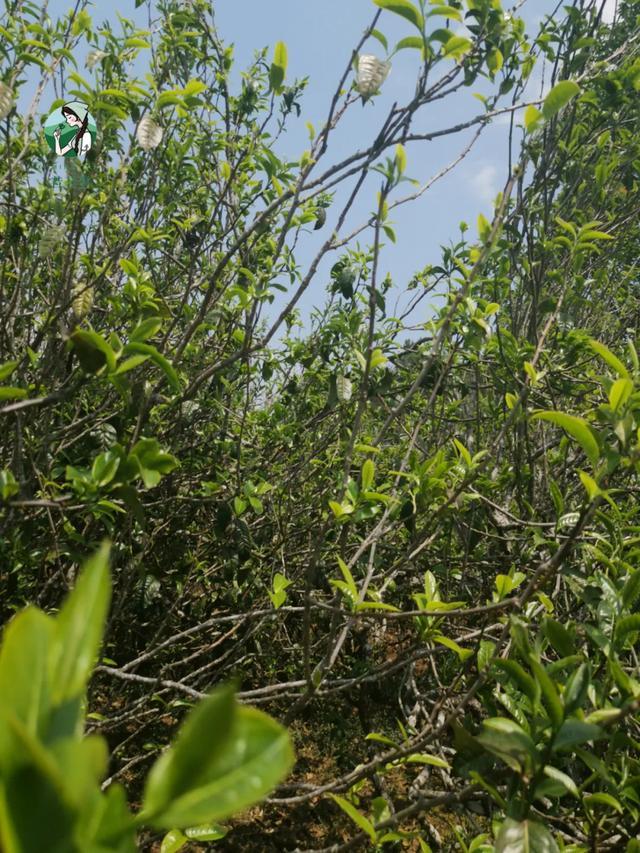 2023年壩糯古樹春茶價格是多少？