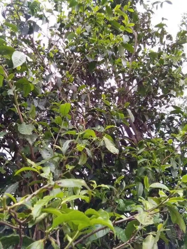 2023年那蕉古樹春茶口感怎么樣？