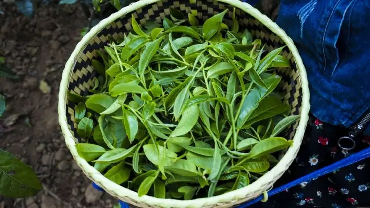 2023年那蕉古樹春茶特點(diǎn)是什么？