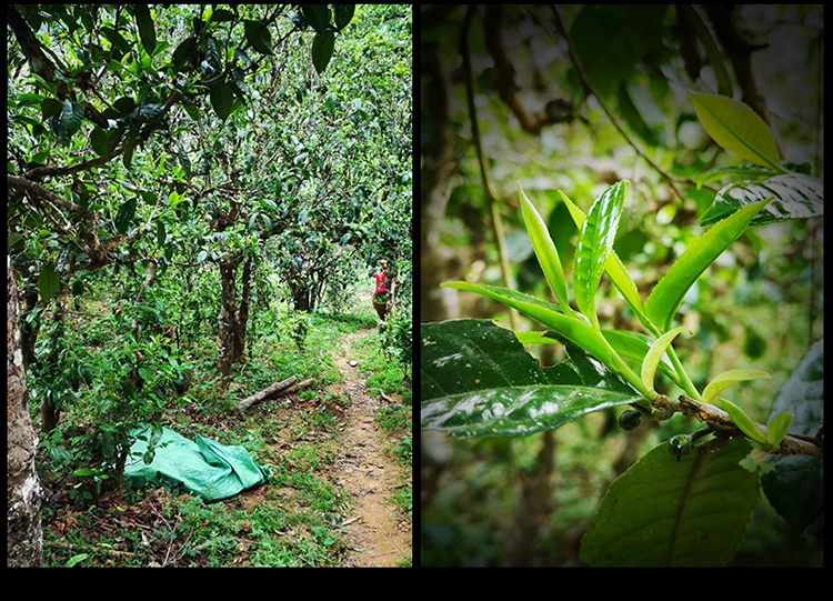 2023年南迫古樹春茶特點是什么？