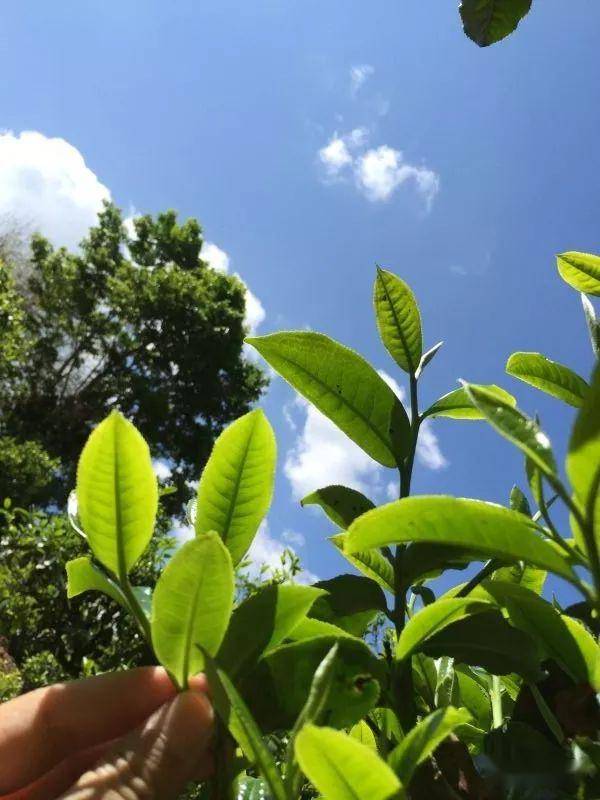 2023年南迫古樹春茶價(jià)格是多少？