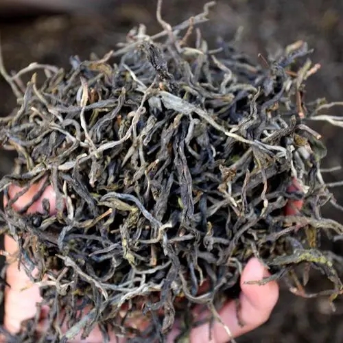 2023年地界古樹春茶品質(zhì)如何？