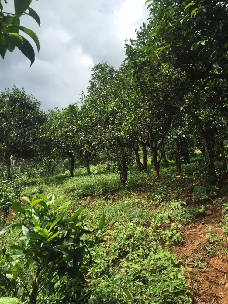 2023年地界古樹春茶特點(diǎn)是什么？