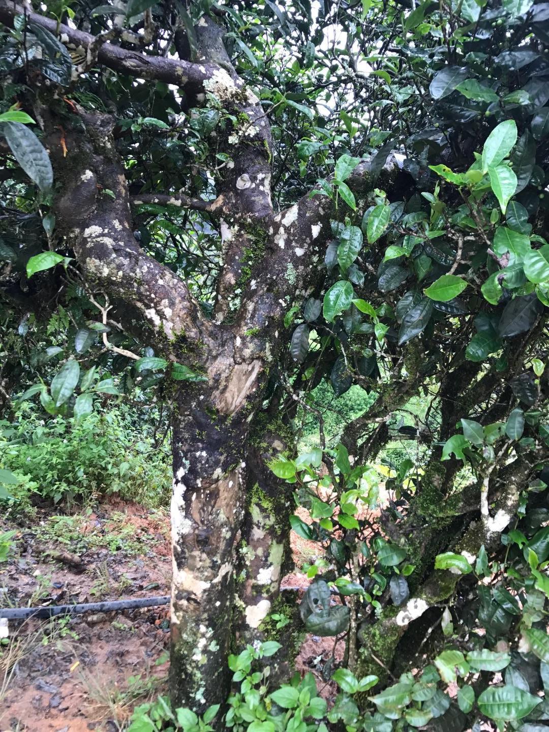 2023年地界古樹春茶價(jià)格是多少？