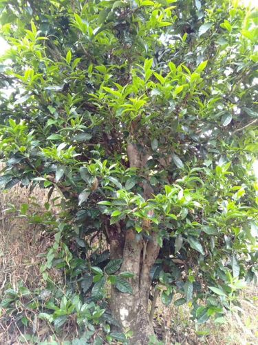 2023年壩歪古樹春茶口感怎么樣？