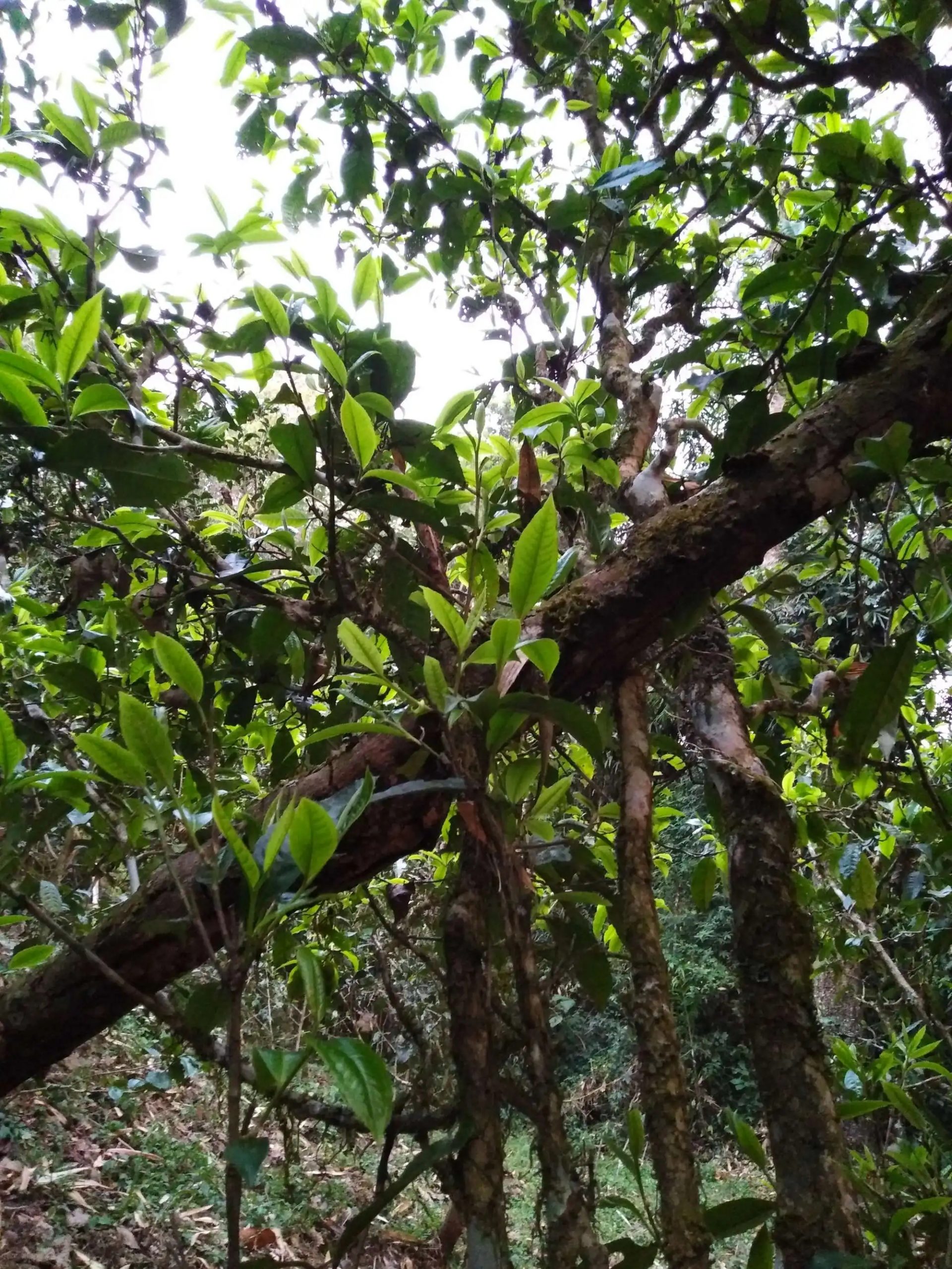 2023年糯伍古樹春茶品質(zhì)如何？