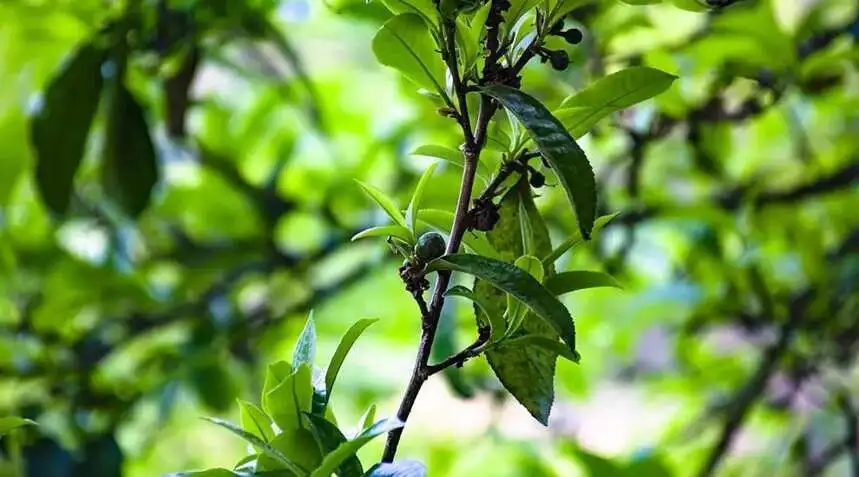 2023糯伍古樹春茶價(jià)格是多少？