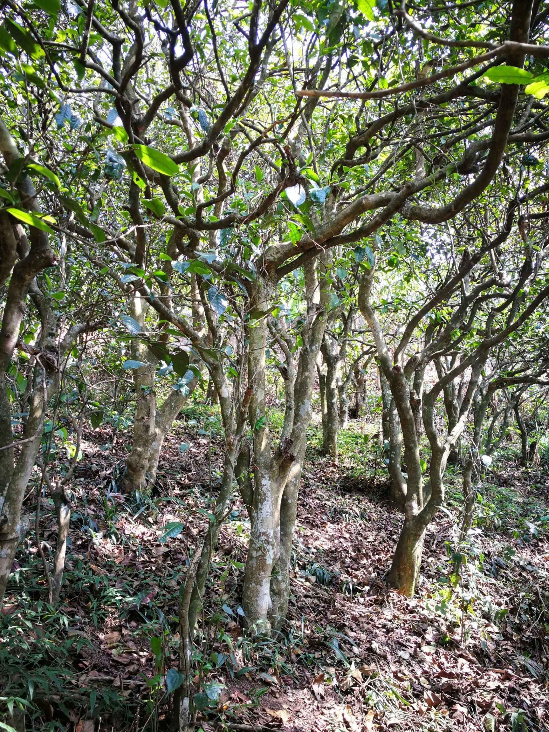 2023年糯伍古樹春茶多少一公斤？