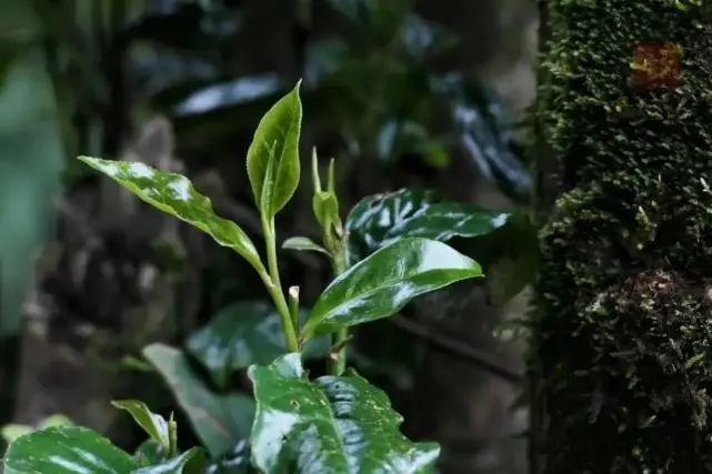 2023年薄荷塘古樹(shù)春茶品質(zhì)怎么樣？