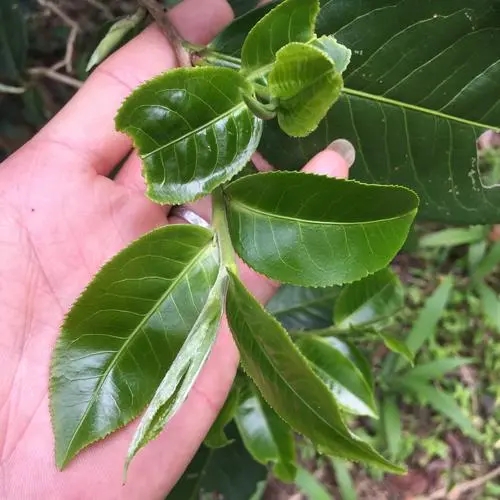 2023年薄荷塘古樹春茶口感如何？