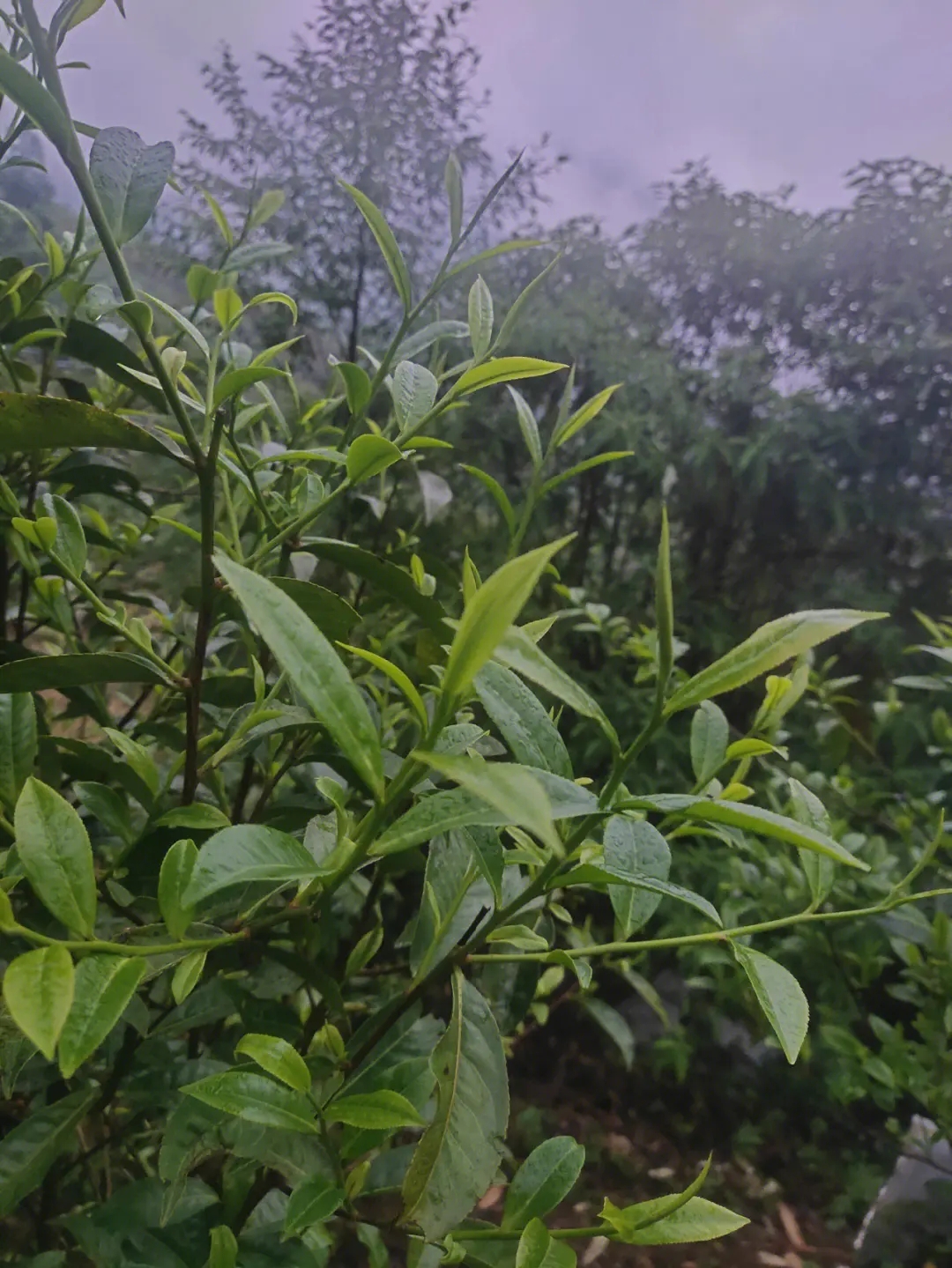 2023年薄荷塘古樹春茶特點(diǎn)？