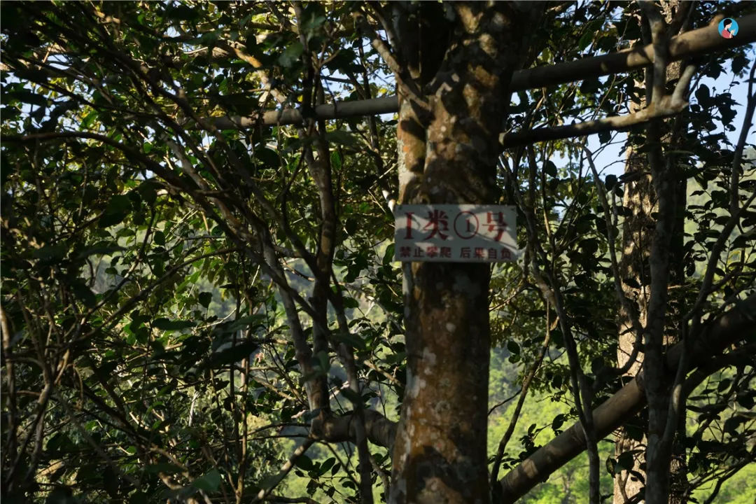 2023年薄荷塘古樹(shù)春茶價(jià)格是多少？