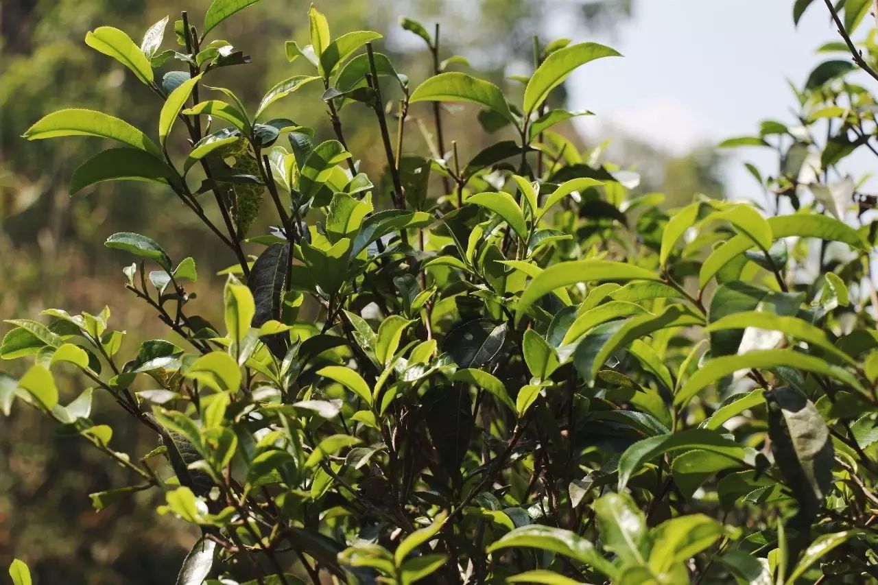 2023年彎弓古樹春茶品質(zhì)如何？