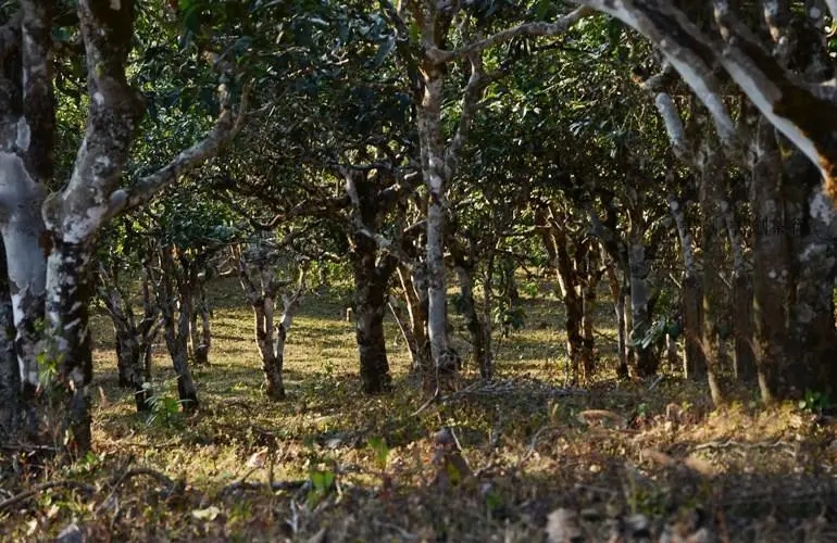 2023年彎弓古樹春茶特點(diǎn)是什么？