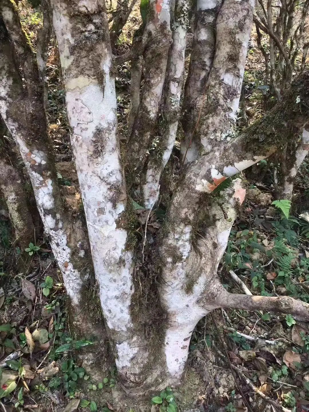 2023年彎弓古樹春茶口感如何？