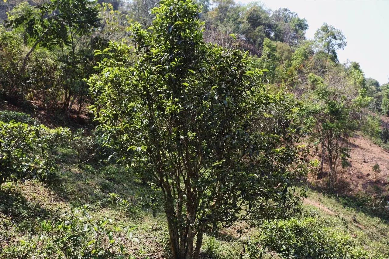 2023年彎弓古樹春茶價(jià)格是多少？