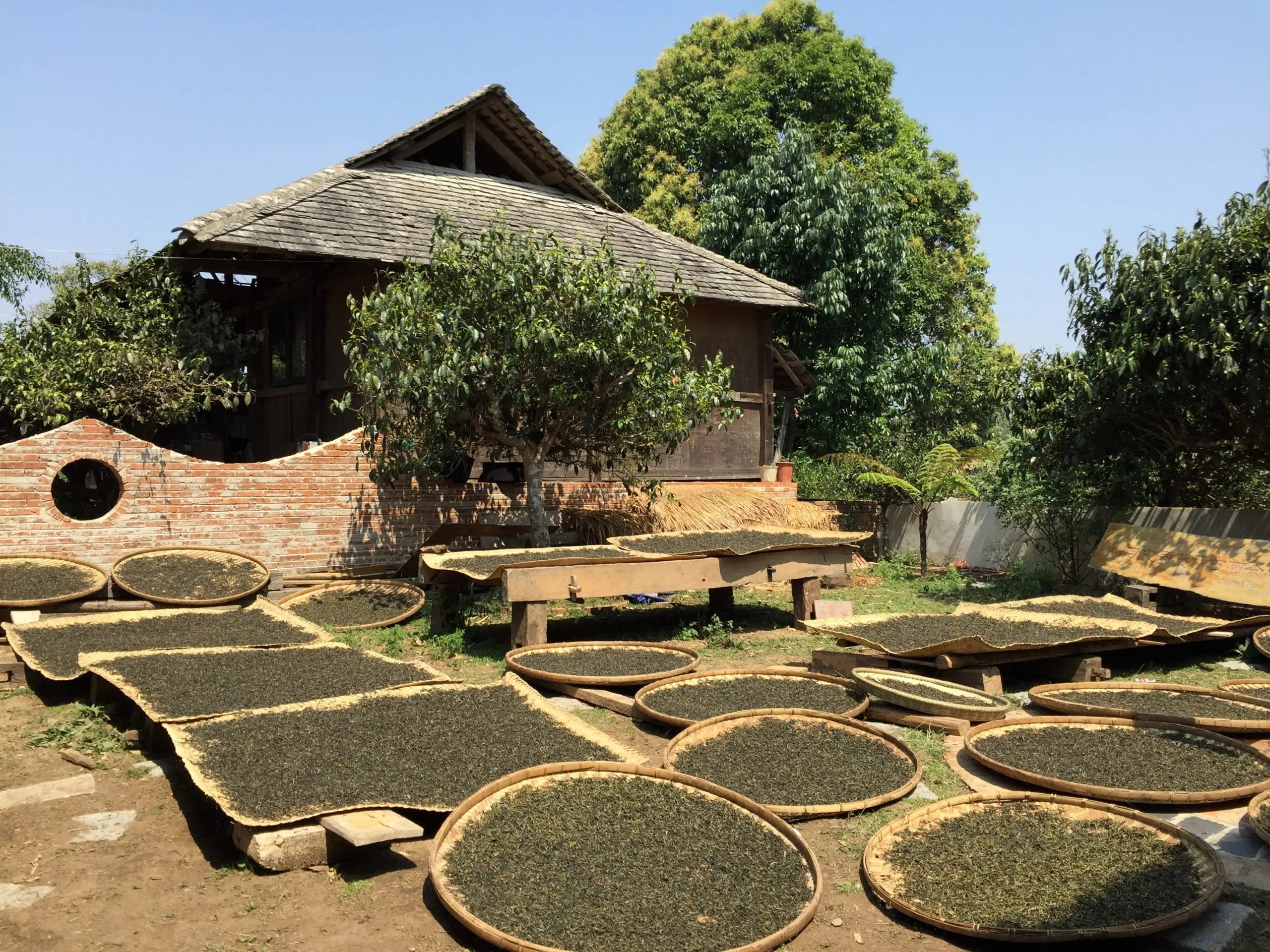 2023年彎弓古樹春茶多少一公斤？