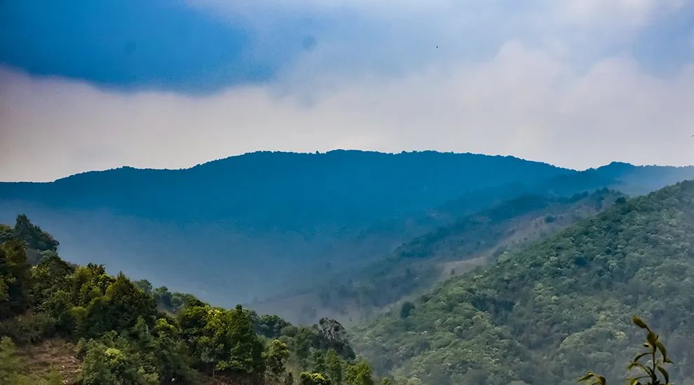 2023年勐庫大忠山古樹春茶品質(zhì)怎么樣？