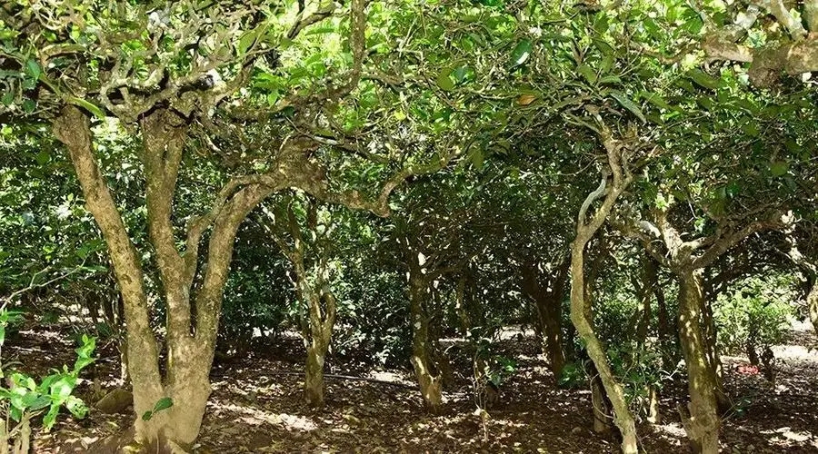 2023年勐庫大忠山古樹春茶多少錢一公斤？