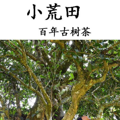 2023年勐庫小荒田古樹春茶特點(diǎn)？