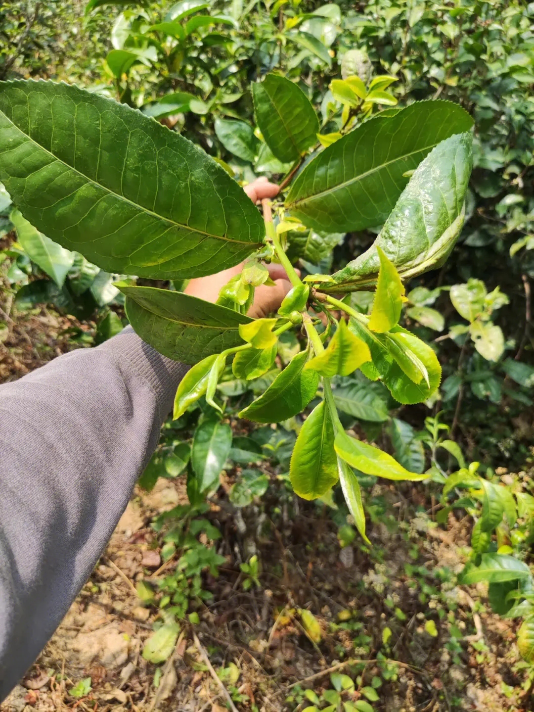 2023年勐庫小荒田古樹春茶品質(zhì)如何？
