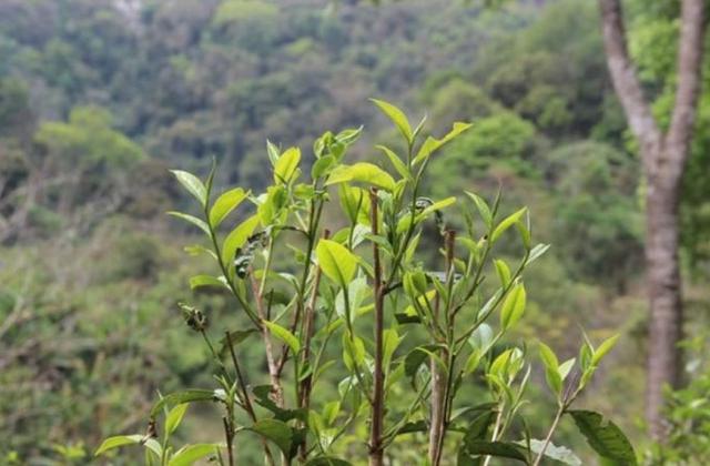 2023年勐庫(kù)那蕉古樹(shù)春茶品質(zhì)如何？