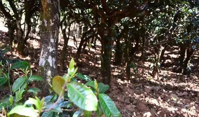 2023年勐庫豆腐寨古樹春茶價格是多少？