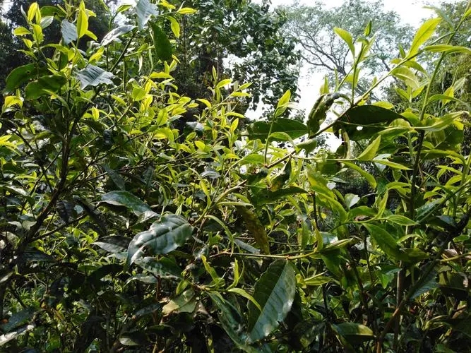 2023年勐庫河邊寨古樹特點是什么？