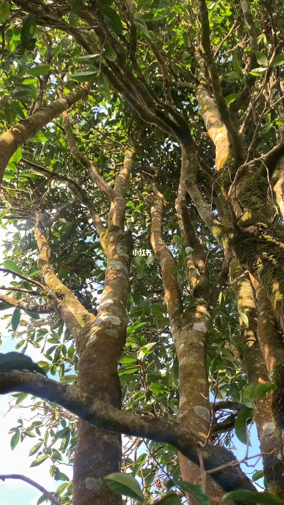 2023年勐庫河邊寨古樹春茶品質(zhì)如何？