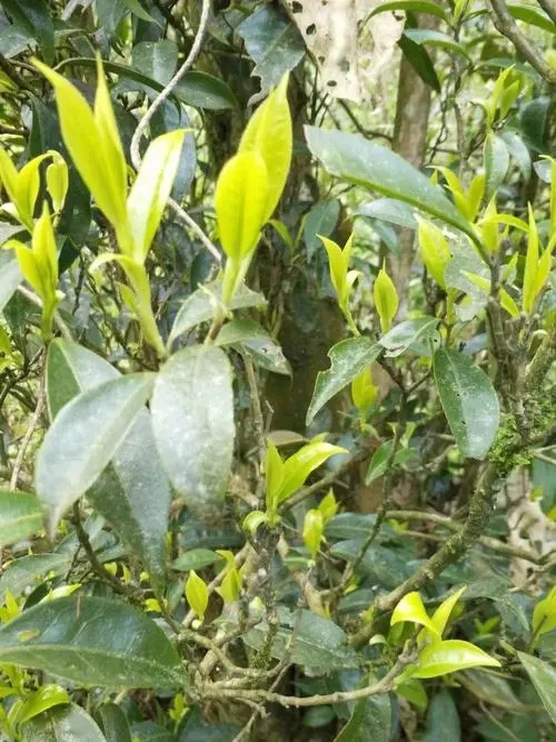 2023年勐庫河邊寨古樹春茶多少一公斤？