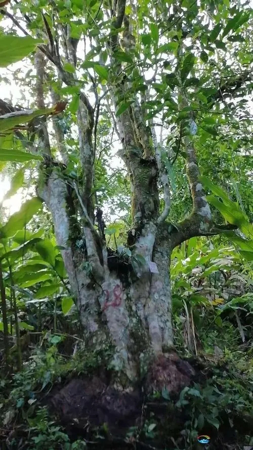 2023年麻栗坡古樹春茶品質(zhì)如何？