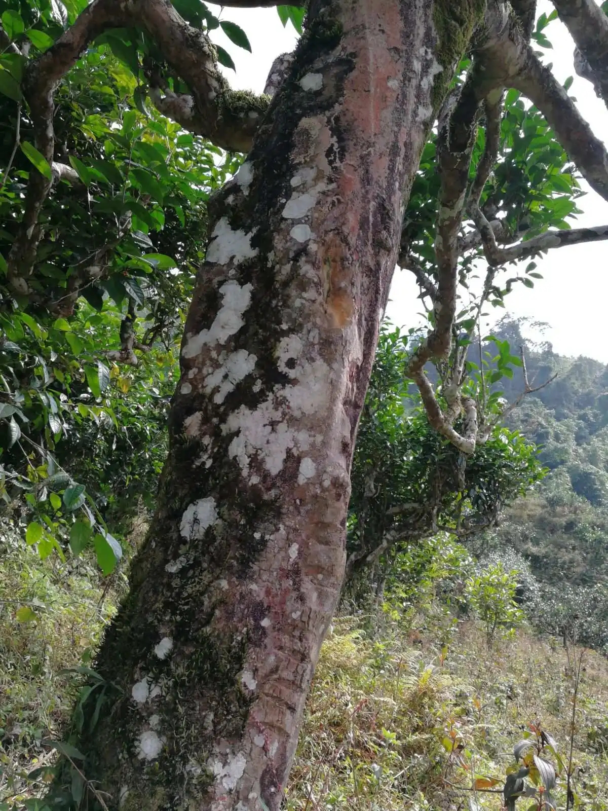 2023年麻栗坡古樹春茶特點(diǎn)是什么？