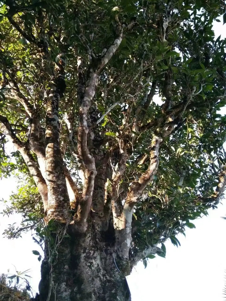 2023年麻栗坡古樹(shù)春茶口感怎么樣？