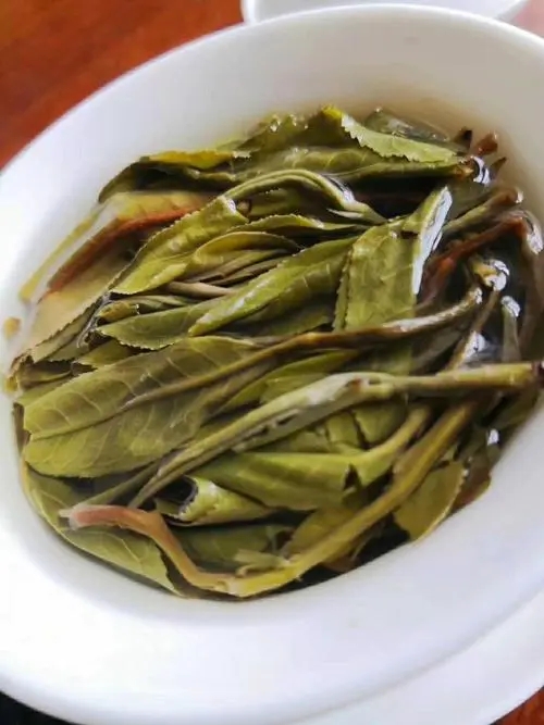 2023年鍋底塘古樹春茶特點是什么？