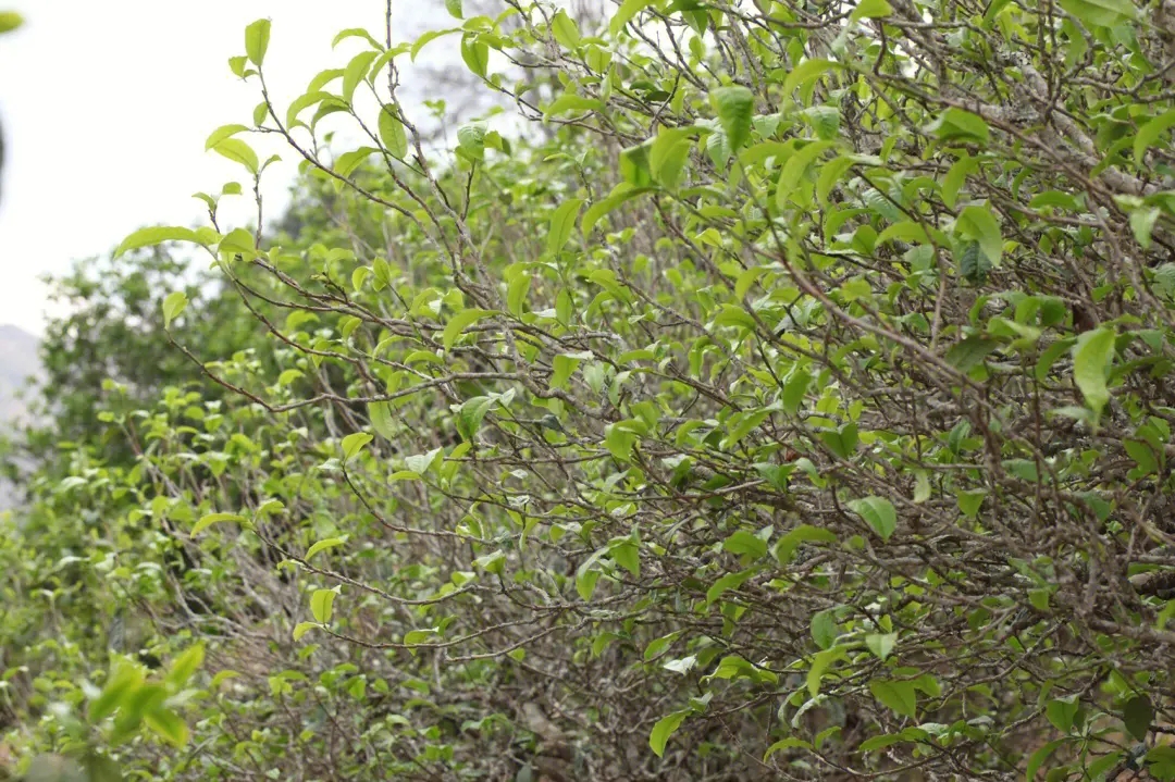 2023年鍋底塘古樹春茶價格多少？