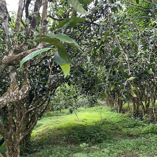 2023年永德大雪山古樹春茶特點(diǎn)是什么？