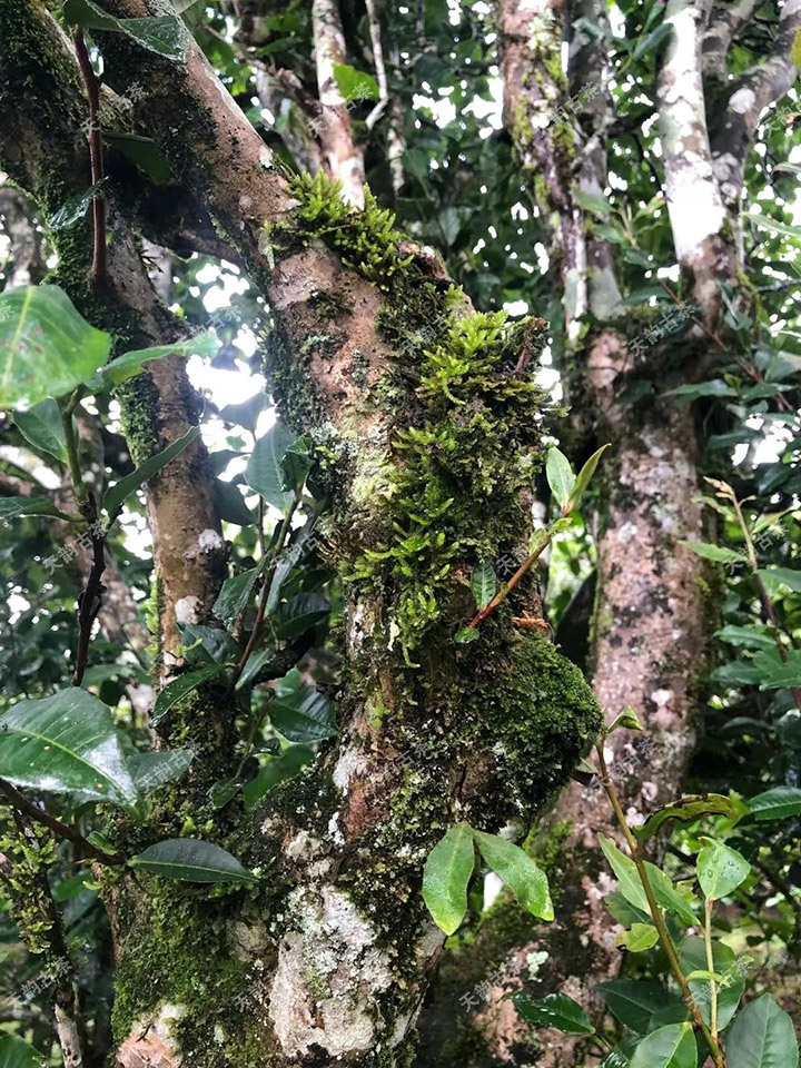 2023年永德大雪山古樹春茶品質(zhì)如何？