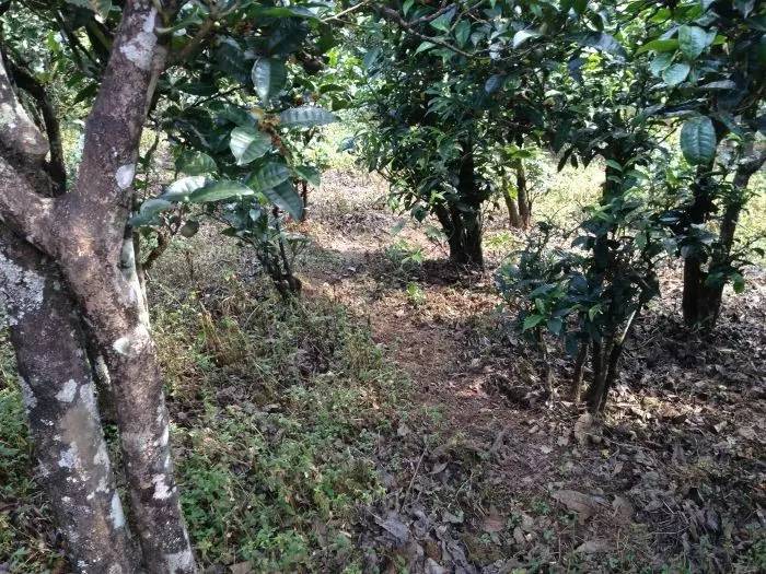 2023年永德大雪山古樹春茶價格是多少？