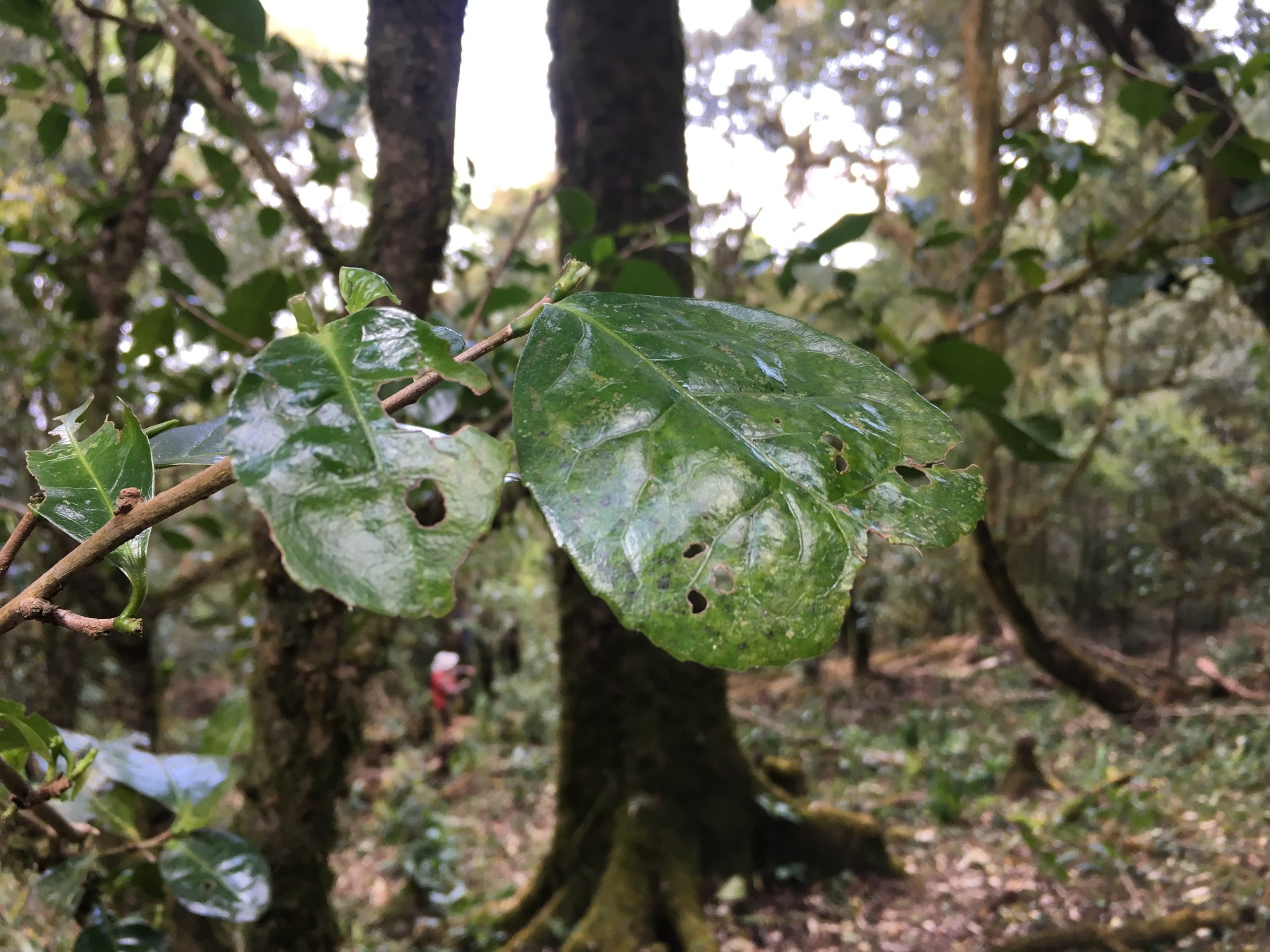 2023年永德大雪山古樹春茶多少一公斤？