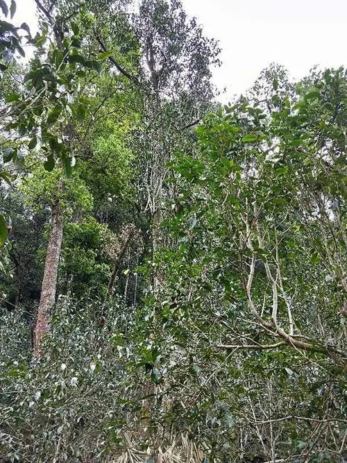 2023年多依樹古樹春茶品質(zhì)如何？