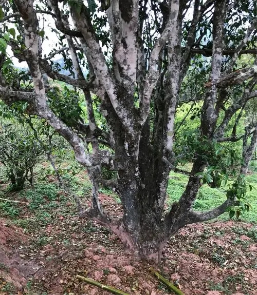 2023年易武張家灣古樹(shù)春茶特點(diǎn)是什么？